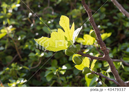 Fig tree in the spring Fig tree in the spring 43479337