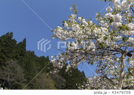 國田家の芝桜と八重桜/岐阜県郡上市 國田家の芝桜と八重桜/岐阜県郡上市 43479709