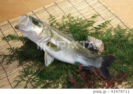 養殖魚の鱸 養殖魚の鱸 43479711