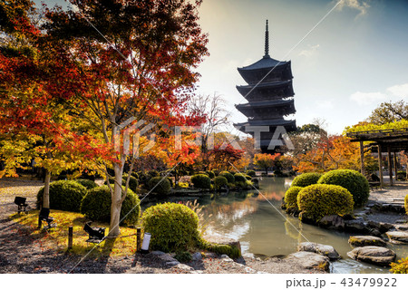 Toji temple in autumn, Kyoto Toji temple in autumn, Kyoto 43479922