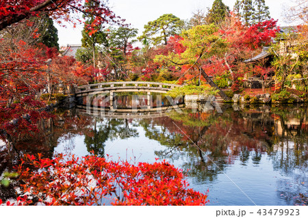 Autumn park at Eikando temple, Kyoto 43479923