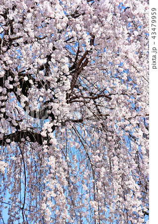 シダレザクラ(枝垂れ桜) シダレザクラ(枝垂れ桜) 43479959