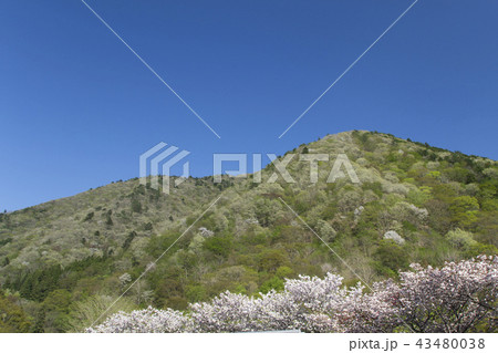 道の駅明宝からの春の山／岐阜県郡上市 43480038