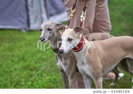Leverette several gray dogs on grass background 43480169