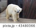 シロクマ 43480366