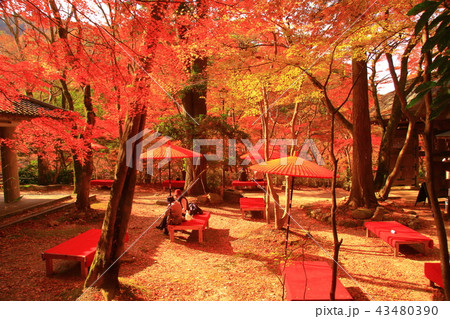 瑞宝寺公園(兵庫県 有馬)の紅葉 瑞宝寺公園(兵庫県 有馬)の紅葉 43480390