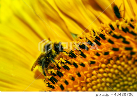 Big Bumblebee pollinating a sunflower in summer day Big Bumblebee pollinating a sunflower in summer day 43480706