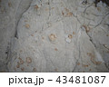 白い岩肌１ 43481087