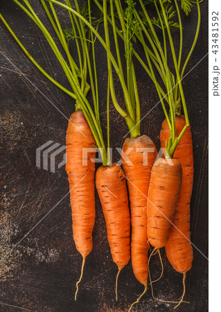 Raw carrots on a dark background. 43481592