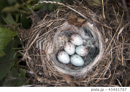 white spotted eggs in a nest on a tree 43481787