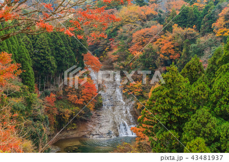 秋の養老渓谷の粟又の滝の風景 43481937