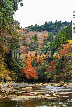 秋の養老渓谷の風景 43481957