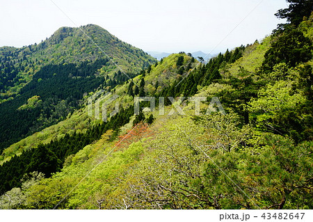 新緑の大満寺山 43482647