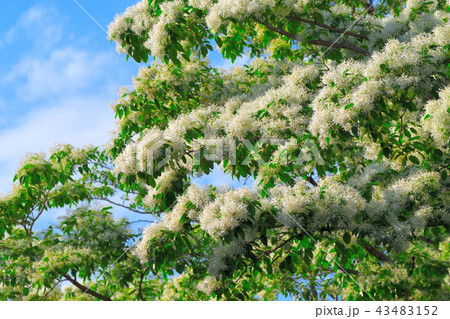 ナンジャモンジャ 43483152