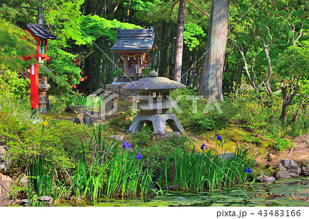 大原野神社鯉沢の池と杜若 43483166