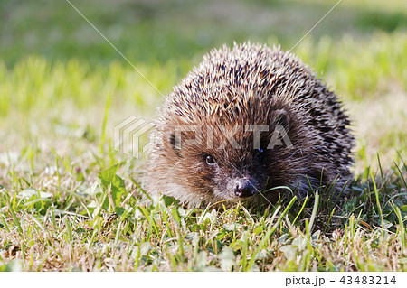 West european hedgehog europaeus West european hedgehog europaeus 43483214
