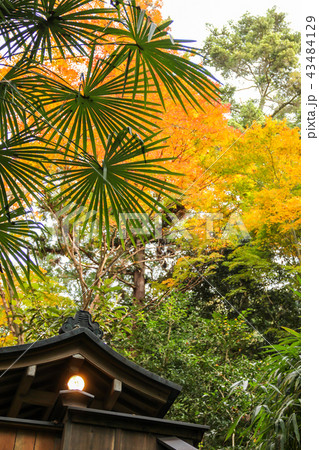 法然院の紅葉、庭の一隅 43484129