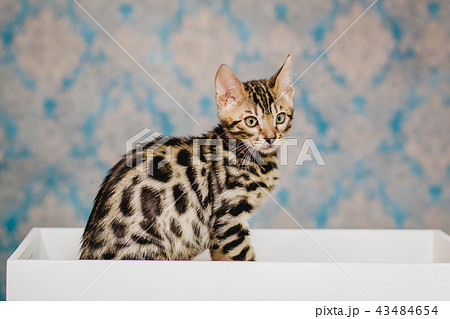bengal kitten baby cats bengal kitten baby cats 43484654
