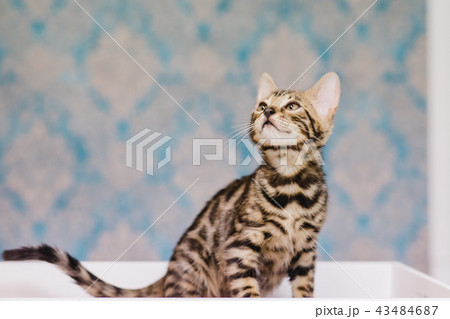 bengal kitten baby cats bengal kitten baby cats 43484687