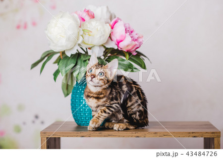 bengal kitten baby cats bengal kitten baby cats 43484726