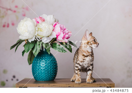 bengal kitten baby cats 43484875