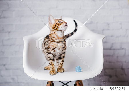 bengal kitten baby cats 43485221