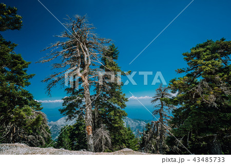 Magic forest and amazimg view from the top of a mountain on Kefalonia island, Greece Magic forest and amazimg view from the top of a mountain on Kefalonia island, Greece 43485733