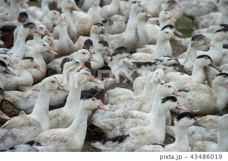 Group of white ducks breeding in a near tall grass in farm Group of white ducks breeding in a near tall grass in farm 43486019