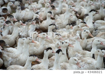 Group of white ducks breeding in a near tall grass in farm Group of white ducks breeding in a near tall grass in farm 43486021