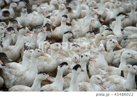 Group of white ducks breeding in a near tall grass in farm 43486022