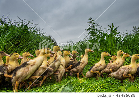 Group of young yellow ducks breeding in a near tall grass Group of young yellow ducks breeding in a near tall grass 43486039