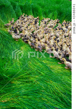 Group of young yellow ducks breeding in a near tall grass Group of young yellow ducks breeding in a near tall grass 43486041