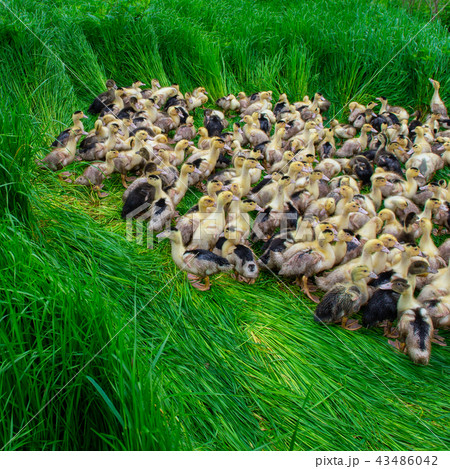Group of young yellow ducks breeding in a near tall grass 43486042