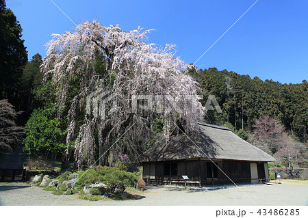 高麗 しだれ桜 高麗 しだれ桜 43486285