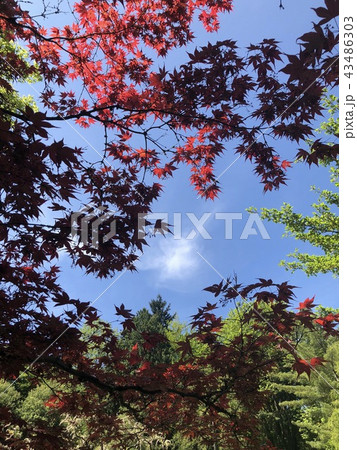 紅葉 - Japanese Garden in Washington State 紅葉 - Japanese Garden in Washington State 43486303