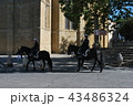 馬に乗って見回りをする警察官（サン・ドメニコ広場、イタリア・アレッツォ） 43486324