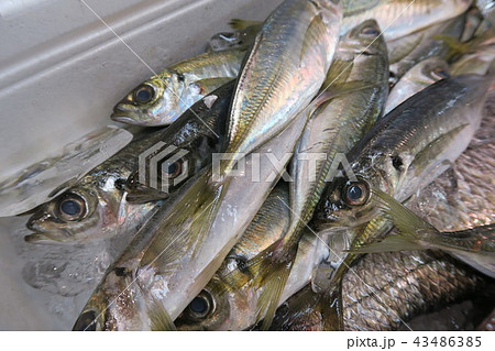あじ 43486385