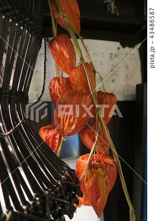 ほおずき ほおずき 43486587