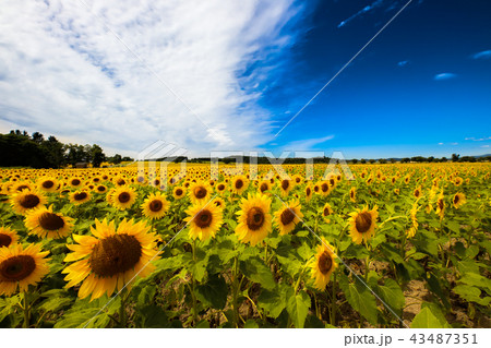 ひまわり畑～北竜町～ 43487351