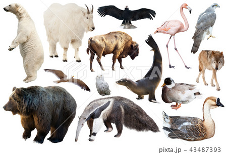 set of north american animals isolated 43487393