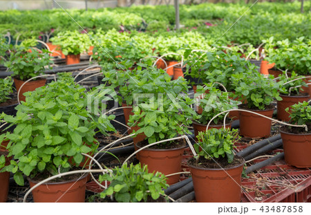 Mint growing in pots in greenhouse 43487858