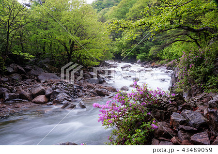 韓国 智異山 ダルグン谷 43489059