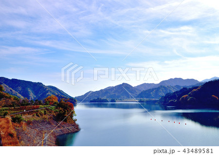 美しい紅葉に染まる宮ケ瀬ダムと真っ赤なドウタンツツジ 43489581