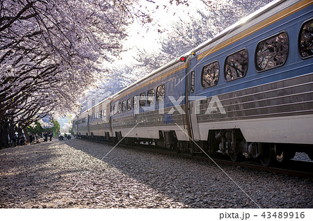 韓国 春 桜 43489916