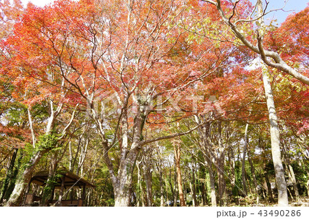 湖畔ふれあい園地　紅葉 43490286