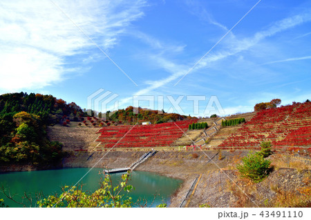 美しい紅葉に染まる宮ケ瀬ダムと真っ赤なドウタンツツジ 美しい紅葉に染まる宮ケ瀬ダムと真っ赤なドウタンツツジ 43491110