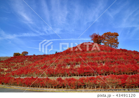 美しい紅葉に染まる宮ケ瀬ダムと真っ赤なドウタンツツジ 43491120