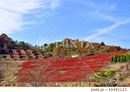 美しい紅葉に染まる宮ケ瀬ダムと真っ赤なドウタンツツジ 43491122