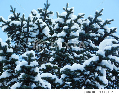 雪化粧 雪化粧 43491341
