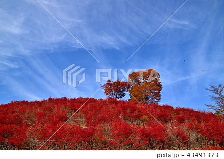 美しい紅葉に染まる宮ケ瀬ダムと真っ赤なドウタンツツジ 43491373